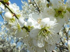 王滝渓谷　春の花に会いに♪