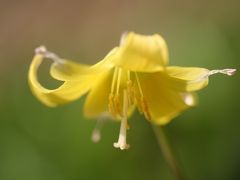 カメラと散歩　城山カタクリの里