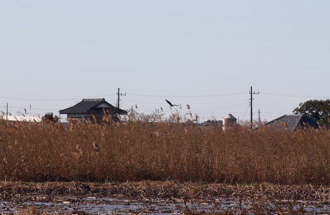 稲敷市本新でバードウォッチングを楽しみました。<br /><br />表紙写真は、本新の休耕田上空を飛翔するチュウヒ（鷹の仲間）です。<br /><br />※ 2016.11.29 位置情報登録