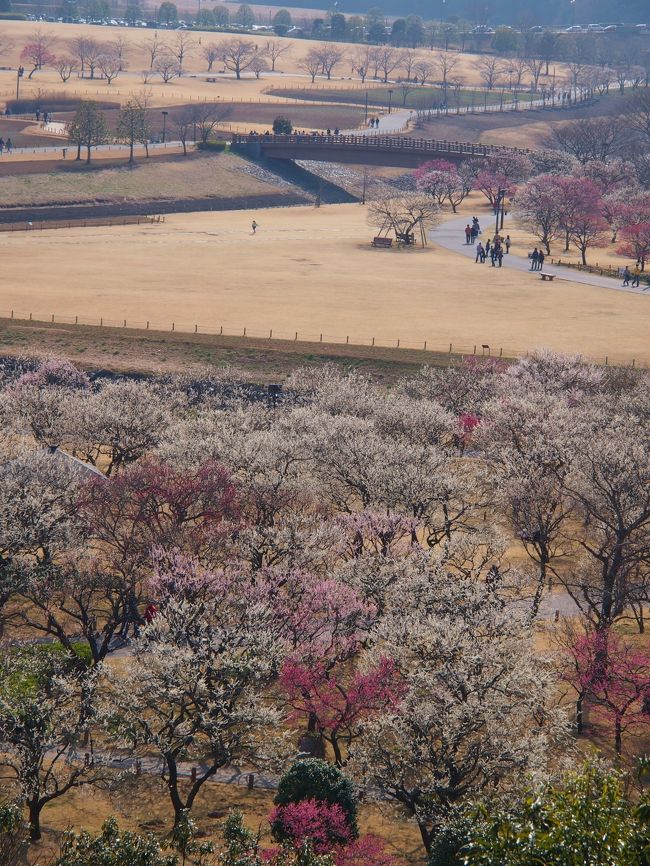 先週末には、梅か河津桜か・・と迷って、梅よりも見頃が少し早かった河津桜を見に行った。<br /><br />１５日頃、水戸偕楽園の梅３０７２本が、全て開花して全体的に見頃・・という情報になったので、早速、１７日におでかけしてみた。<br /><br />今年から、何分咲きという表現方法ではなく、何パーセント開花している・・という表現に変えたようだが、何分咲きという表現に慣れているせいか、よけいわかりづらいような気がする・・・。特に梅のように、早咲き～遅咲きまで長い期間にわたって多種が入れ替わるような場合には、どっちの表現にしろ、わかりづらいけど・・ね。<br /><br />いつものように偕楽園臨時駅で下車して、偕楽園東門から、梅園に入ったが、う～ん？？なんだか昨年に比べると・・・ちょっと遅かった？？花の数が少ないというか・・・なんだか全体的にしょぼめな感じ～～。<br /><br />お花に疎いので、これからだったのか・・ピークを過ぎたのか・・の区別がつかずに情けない私だが、これから・・というには、蕾の数が少ないような気がするので、やっぱりちょっと遅かったのかなぁ・・。それとも今年は、花つきが良くないのかなぁ・・・？？<br /><br />・・・という印象の今年の偕楽園の梅だったが、その分、いつもはお花の撮影に時間をとられて、寄ることがなかった歴史的建築物である好文亭を見学したり、園内でスイーツを食べて休憩したりと、例年とはちょっと違った楽しみ方ができたのである。<br /><br />２０１２年の偕楽園の梅の様子<br />↓<br />http://4travel.jp/traveler/ahiru12345/album/10655563/<br /><br />