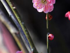 2013 鈴鹿の森庭園　鈴鹿山脈を借景に　ほのかに香る枝垂れ梅