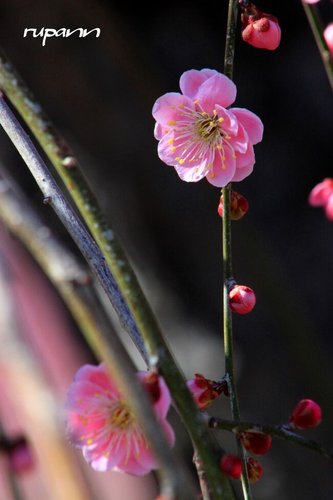 鈴鹿山脈のふもとにある『鈴鹿の森庭園』は<br />『研究栽培農園』で、開花期間中のみ一般開放されます。<br />日本中から集められた枝垂れ梅の名木<br />呉服（くれは）枝垂れ梅を中心に200本を超え<br />中には、日本最大級の大木もあるそうです。<br />『研究栽培農園』で、開花期間中のみ一般開放されています。<br /><br />青春18切符で大阪から~ 最寄駅はJR加佐登駅<br />駅前から路線バス＝C-BUSで長沢下車~ 徒歩40分<br />運転手さんに聞いても聞いた事ないと言われ<br />地図を見せると「長沢で降りて306号線を歩くしかないね...」<br />茶畑が広がる道をテクテク歩いて辿り着いた。<br />マイカーで行かれる方がいいですよ。<br />鈴鹿山脈を背景に　樹形の見事な枝垂れ梅が咲き<br />イメージ通りの景色が広がっていました。<br />しかし入園料￥1000は高いなぁと正直思いました。<br />周りには何もなく、園内にベンチが少しあるだけ<br />吹きさらしの風をよけるところもなく<br />当日は晴天、冷たい風が吹きつけていました。<br />いいお天気なのに寒くて<br />風邪をひいてしまいまいした...<br /><br /><br />入園料￥1000　駐車場有<br />簡易トイレ有（手入れの行き届いたトイレではありません。）<br />プレハブの建物に地元のお土産が少々ありました。<br /><br />下記に開花状況が更新されています。<br />http://www.akatsuka.gr.jp/group/suzuka/index.html<br /><br /><br /><br />
