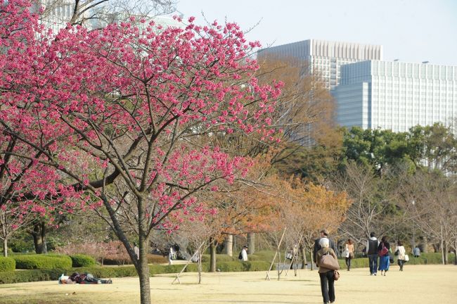 今年の冬は寒さが厳しかったですが3月に入って、急に暖かくなって春の訪れを感じるようになりました。東京都内も桜開花宣言が出され、暖かく好天の日曜日、皇居東御苑を散策してきました。江戸城大奥跡周辺には何種類かの桜があり、寒緋桜、天城桜は満開、ソメイヨシノは先初めでした。<br />交通機関を駆使するような旅行ではありませんが、日曜日の午後の、ちょっとした散歩になりました。