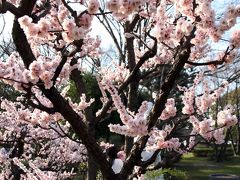 Solitary Journey ［1166］ 春の旅日記、自由気ままな車旅②いま盛りなり～梅の花が満開！＜大仙公園＆堺市博物館＞大阪府堺市