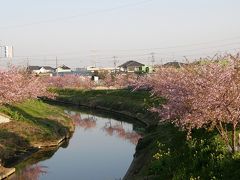 早朝ウォーキングで・・・②青毛堀川沿いの河津さくらを愛でる