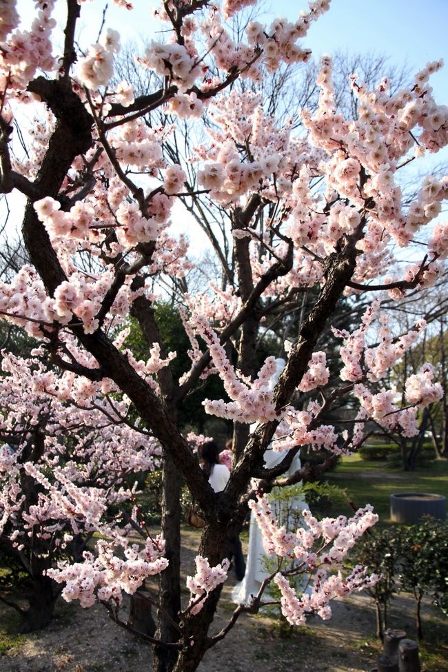 ■春の旅日記、自由気ままな車旅②<br /><br />★大仙公園<br />　仁徳天皇陵古墳(大仙古墳)に隣接する大仙公園は、33万㎡の緑と歴史に包まれた堺市のシンボルパークです。<br />　どら池、芝生広場、児童の森など自然との触れ合い空間や、博物館、茶室、日本庭園などがあり｢日本の歴史公園100選｣の一つです。<br />★堺市博物館<br />　堺市博物館は、市制90周年記念事業として昭和55（1980）年に開館しました。生涯学習と市民文化の向上のため、堺市の歴史、美術、考古、民俗に関する博物館として、多くの資料を収集、保存、展示しています。<br />　古代史のロマンを秘めた百舌鳥古墳群のほぼ中心にある大仙公園の広大で緑豊かな中に、博物館、堺市茶室、中央図書館、自転車博物館、日本庭園、都市緑化センターなどが整備されています。HPより。<br /><br />【大阪～奈良～兵庫、気ままな車旅②】<br />≪１日目≫<br />◆自宅出発～♪<br />◆住吉大社／大阪市住吉区住吉<br />◆大海神社／大阪市住吉区住吉<br />◆大仙公園／大阪府堺市堺区<br />◆堺市博物館／大阪府堺市堺区<br />◆堺市内ホテル泊<br />≪２日目≫へつづく・・・<br /><br />【手記】<br />　観梅旅行第２弾です。定年を迎えてからというものは体力的にも余裕ができ自分の時間も持てるようになり旅行記も次々アップ！できるようになりました。（まっ、ひとりもんですのでそれなりに自分の世話をする時間が必要ですが、、、）