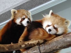 吹雪の札幌、雪の円山動物園、寒かった～。