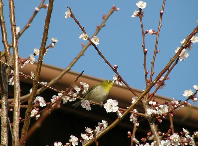 遅れていた河津さくらが満開に・・<br /><br />実は３月１３日から八幡平リゾートにスノーシュートレッキングに行くので３月１２日の朝、早朝ウォーキングで遅れている開花がどの程度かと訪ねてみたら、やっとつぼみの先が薄く赤くなった程度でした。<br />岩手から３月１６日に帰宅したら河津さくらが満開と聞いて１７日の早朝訪れてみました。<br /><br />①鷲宮神社に詣でる<br />②青毛堀川沿いの河津さくらを愛でる<br />③春うらら・さくらも野草も鳥たちも