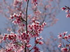 成田　　東雲の丘から飛行機～千葉県花植木センターで梅と桜