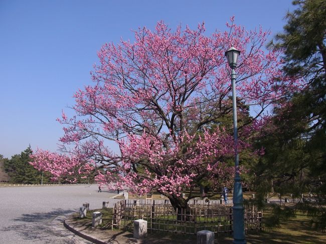 ３月になっても寒い日が続いていましたが、<br />先週末に一気に暖かくなり、御所で梅の花見、<br />聖護院辺りの散策など楽しんで来ました。<br /><br />「桜」は未だつぼみでしたが、開花はもう間近ですね。<br />