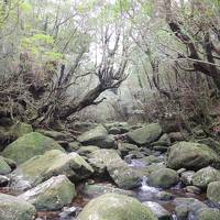 屋久島の旅