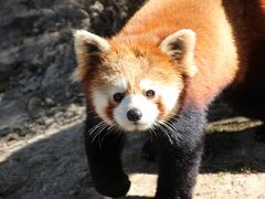 東北新幹線に乗って仙台の八木山動物園へレッサーパンダ詣（3）レッサーパンダと小動物編：八木山の新しい仲間ティエンくん、クルミちゃん、リクくん～プレーリードッグと子猿とアライグマ