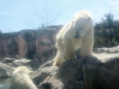 東北新幹線に乗って仙台の八木山動物園へレッサーパンダ詣（4）フタコブラクダにツキノワグマ、ホッキョクグマやおやつタイムのカバなど大型動物もいっぱい！