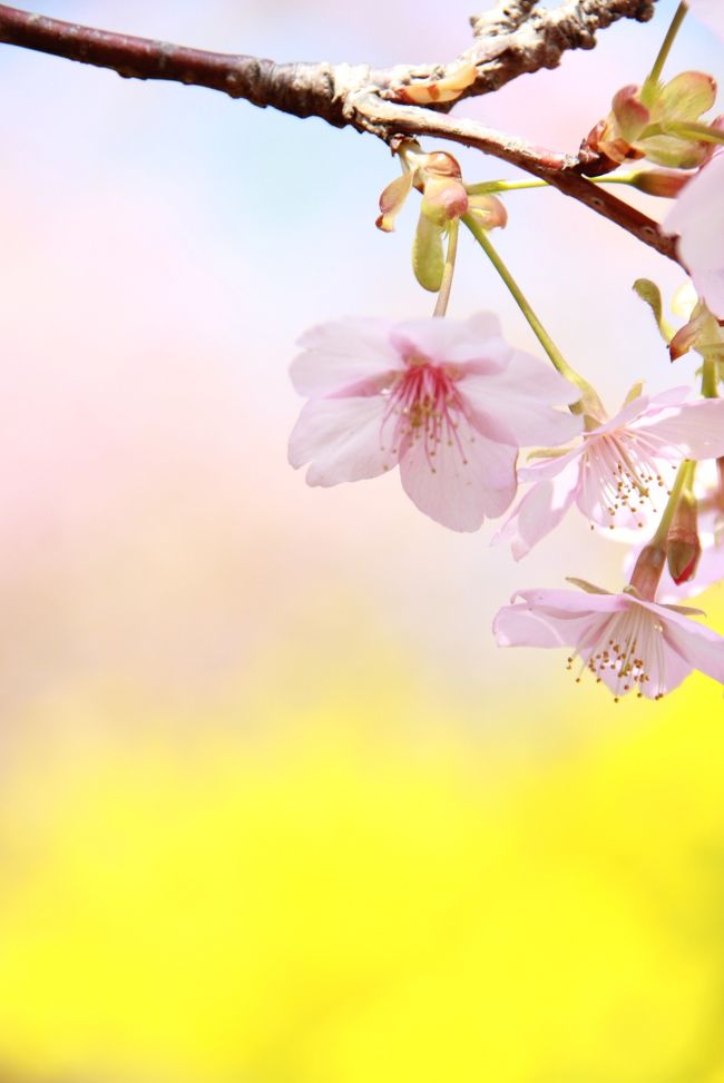 春を感じに、松田山ハーブガーデンで行われているまつだ桜まつりへ。<br />河津桜なので見頃はちょっと早く、２月から桜まつりが開催されています。<br />この日は３月も半ば過ぎ、葉っぱも出てきてしまって見頃にはちょっと遅かったかも〜。。。うーん、残念！<br /><br />でも菜の花は満開で、桜と菜の花のピンク＆黄色のかわいいコラボが見れました♪<br /><br />桜は種類がたくさんあって開花時期も幅広いので、長期間楽しめて良いですね☆<br /><br />☆まつだ桜まつり（松田町観光協会HP）↓<br />http://www1.biz.biglobe.ne.jp/~matsuda/2012sakura.htm<br />