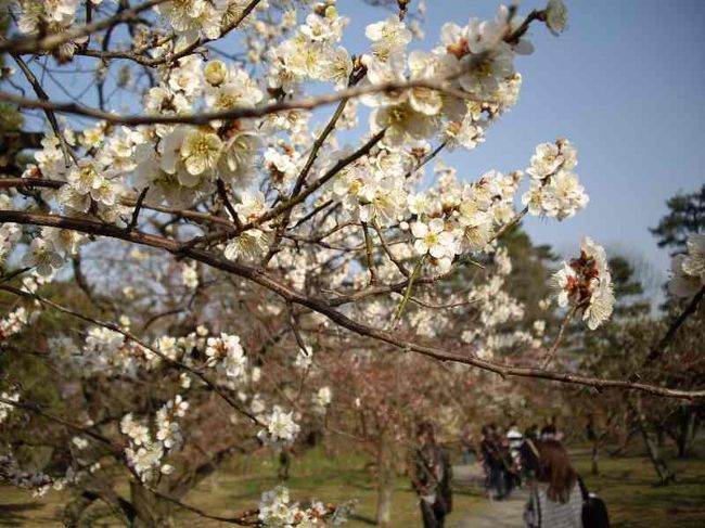 京都の世界遺産を歩きました。<br />金閣寺、竜安寺、二条城です。<br />最近始めて訪れた竜安寺、十数年ぶりの金閣寺、そして<br />初めてかもしれない二条城、40年京都に住みながらあまり機会のない京都の散策を始めてみました。<br />今後、続けていくつもりです。<br /><br />二条城はいつ行ったかは記憶がありません。<br />それくらい地元では行かないのかもしれません。<br />梅園のはながさいていました。