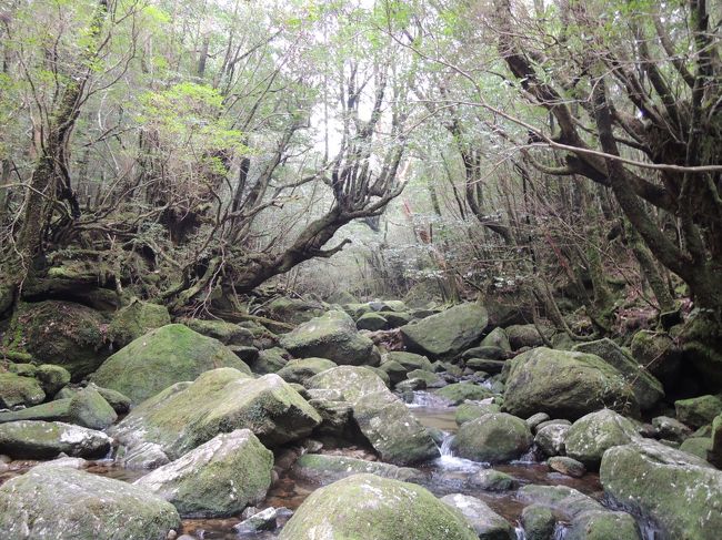 ３月中旬に、屋久島を旅しました。こまごまとした手配の時間がなかったため、地球の歩き方の学生ツアーに参加です。白谷雲水峡、縄文杉と定番コースに行ってきました。