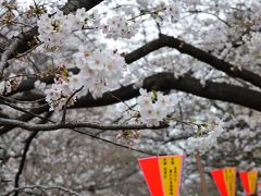 続報　２０１３　目黒川桜情報（３月２０日現在）　花見の幹事さん　週末が見ごろですよ！