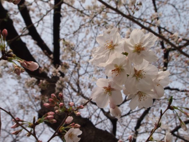 今年も桜の季節がやってきましたね。<br />ここ何日かで気温がグググっと上がり、桜も急に咲き始めました。<br /><br />毎年本当に見事な桜景色を見せてくれる千鳥が淵も、例年よりちょっと早めに満開を迎えそう♪<br />今週末はお花見客で盛り上がりを見せそうな千鳥が淵も、まだ20日現在は人手もそれほどではありませんでしたが、<br />近隣の駐車場は満車の嵐。<br />千鳥ヶ淵から一番近いレストラン、トニーローマもランチタイムは満席。<br />ここは在勤者の腕の見せ所！<br />穴場のレストランでゆっくりランチを楽しみ、その後お花見散歩してきました♪<br /><br />2013年3月21日本日の開花情報はこちら！<br />http://4travel.jp/traveler/marcus_lion_coon/album/10759151/<br /><br /><br />満開時の千鳥が淵はこちら！<br />2012年　昼：http://4travel.jp/traveler/marcus_lion_coon/album/10659107/<br />2012年　ライトアップ：http://4travel.jp/traveler/marcus_lion_coon/album/10659528/