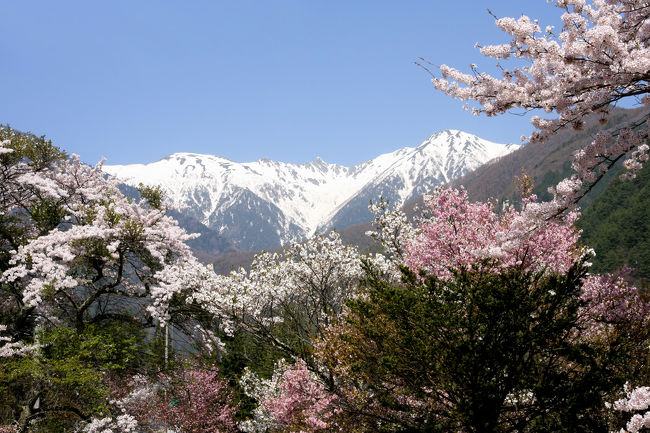 ゴールデンウィーク前半を使って愛知県の実家に帰省中、家でじっとしているのも良いけど1日くらいどこか行きたいな〜なんて思ってふらっと出かけてきた行き先は長野県の高遠、駒ヶ根。ちょうど今年は桜の開花も全国的に遅く、なんとまだ有名な高遠の桜も見られるとの情報をもとに車で足を延ばしてきました。