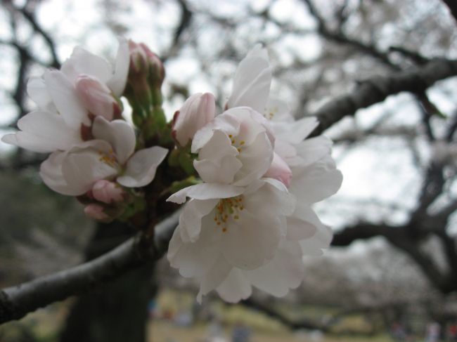 午後に少し時間があったので光が丘に桜の開花状況を見てきました。今年は桜の開花が早く、今週末には見ごろとのこと。光が丘は全体的には５分〜７分咲き位に感じました。