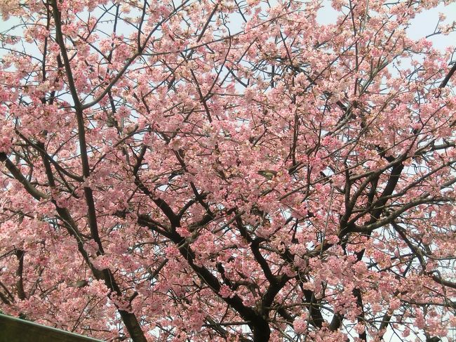 色とりどりの花さんぽ　in浦和