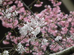 お墓掃除の後の梅・桃・木蓮・桜？2013年