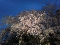 早過ぎる満開（六義園枝垂れ桜）