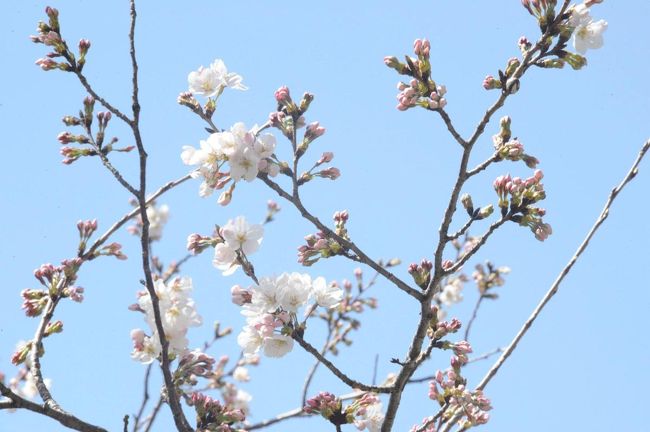 静岡市で１８日ソメイヨシノの開花宣言が出ました。<br />そこで、伊豆も暖かいから咲いているかなと思い立ち西伊豆に向かう途中で立ち寄りました。<br /><br />★狩野川さくら公園の紹介ページ<br />http://kouen.mydns.jp/kanogawasakura.htm