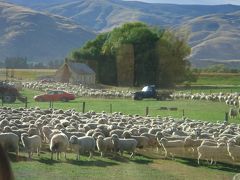 ニュージーランド　南島～北島４都市８日間の旅（南島編）