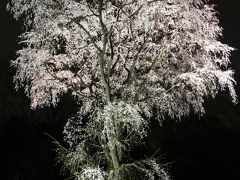 【六義園しだれ桜】　早すぎる開花に桜の名所も大慌て　ライトアップ前倒し