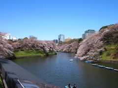 ２０１３　千鳥ヶ淵☆桜・サクラ情報最前線！3月21日