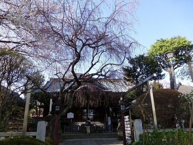 白山白旗桜 を見たいと白山神社へ 東京の旅行記 ブログ By Yo Haiさん フォートラベル