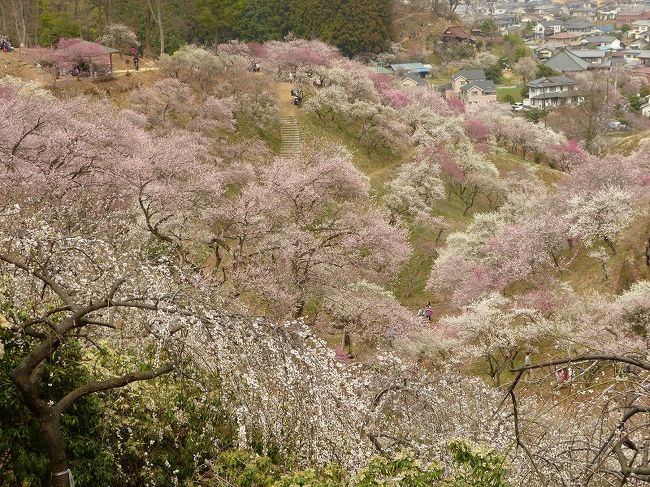 前日の天気予報では雨が降りそうな気配でしたが、朝の予報では降水確率10％になったので、今年も吉野梅郷にやって来ました。ＪＲ日向和田（ひなたわだ）駅から梅の公園に向かう途中、花びらが随分散っている梅の木もあって、ちょっと心配になりましたが、梅の公園は今年も溜息が出るほどの梅の花で覆われていました。<br /><br />去年の吉野梅郷の旅行記はこちら。<br />http://4travel.jp/traveler/jiu/album/10659309/