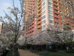 春が来た！、桜満開（東京）　ささやかな自宅の庭の花　満開（地方）　−　３月　２０１３年