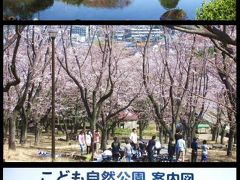 満開一歩手前の二俣川･大池公園