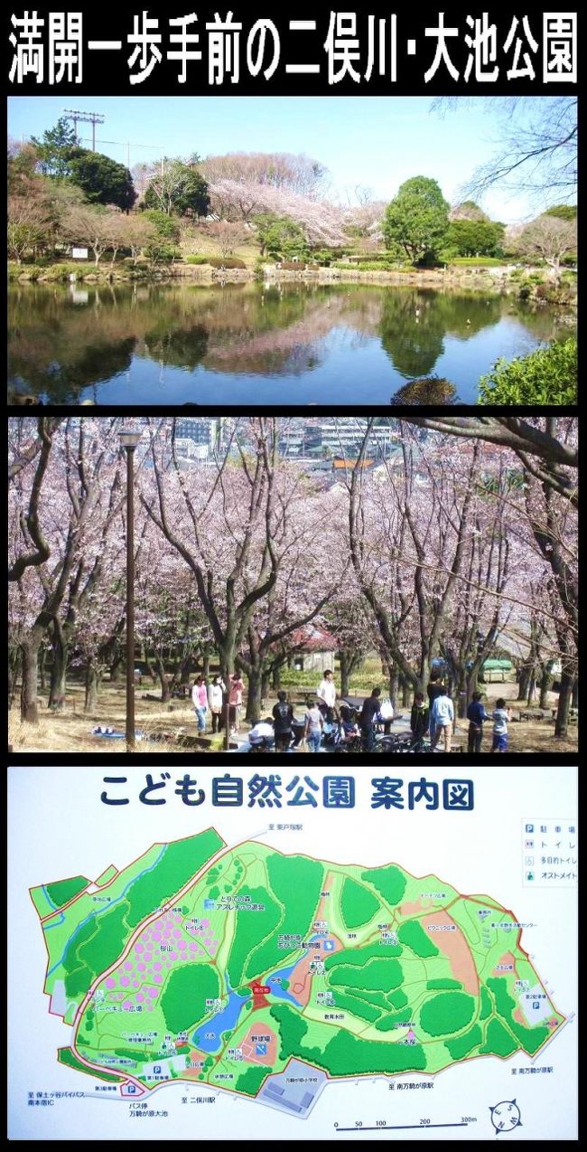 今年は桜の開花が早い。<br />東京では２２日が満開、と言う情報を聞きつけ、じゃあ、行ってみるかとなったのです。<br />２３日土曜日は、用事があったので、２２日の金曜日に行きました。<br />日曜日と言う手もあったんですが、日曜日は予報では雨らしい。<br />行ったのは、我が家の近くの大池公園。<br />歩いて４０分から５０分かかりましたね。<br />行ってみて、満開一歩手前でしたね。<br />横浜は東京より２･３日遅いのかも。<br /><br />娘とカアちゃんは、３月１９日に上海に帰りました。<br />半年振りです。横浜に戻ってくるのは４月１日。<br />今まで日本の桜を見たことない２人には、<br />是非、日本での桜花見の体験をさせたかったんですが、<br />どうやら、無理のようです。<br />４月１日に戻ってくれば、絶対、間に合うと思ったのに・・・。<br />今年は、早過ぎます。<br /><br />競馬の桜花賞は４月７日。<br />平年ですと、桜満開の中でのレースになるんですが、今年は葉桜状態。<br />ということでキーワードは「緑」あるいは「グリーン」でしょうね。<br />緑帽子の６枠の馬か、あるいは馬名（父母の名も含めて）に<br />「グリーン」がある馬でしょうね。