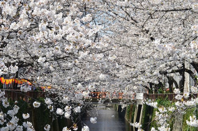 今年の冬は寒く梅の開花は２Ｗ以上遅れた。<br />ところが、最近の暑さで、さくらの開花は１０日くらい早まっているようだ。<br /><br />東京では、靖国神社のソメイヨシノが３／１６に過去最速の開花宣言がされた。<br />その後も、暖かい日が続き、本日２２日にはほぼ満開になった。<br /><br />目黒川沿いには、上流の大橋から下流の太鼓橋辺りまで約3.8kmにわたり、川沿いに約830本の桜が植えられている。<br />今年も、４月にさくら祭りを予定していたが、急速なさくらの開花で慌ててぼんぼりなど付けた。<br /><br />中目黒駅近くの桜は期待通りほぼ満開。平日の昼間にもかかわらず、沢山の花見客が出ていた。<br />目黒川沿いの満開のさくらを心行くまで楽しむことが出来た。<br /><br />明日からの、土、日は大変な人出が予想される。
