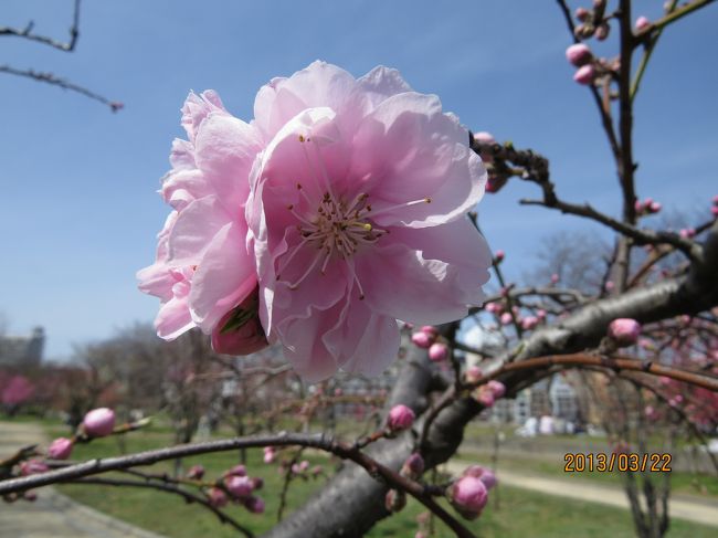 淀川〜大川（桜宮公園）〜大阪城をサイクリングして<br />桜の開花、状況を見る<br />一本か二本が満開、梅も終わり桃の花が見ごろでした<br /><br />来週には桜も満開でしょう<br /><br />口絵は桃の花　羽衣枝垂れです