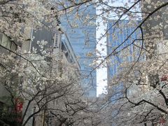 満開の日本橋・桜通りの風景