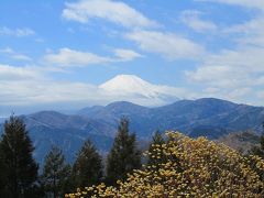 ミツマタの花が満開！　ミツバ山