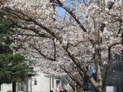 見頃の日本橋・江戸桜通り風景