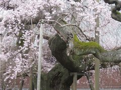 今日まさに満開！龍ヶ崎　般若院の江戸枝垂れ桜　２０１３年３月２２日