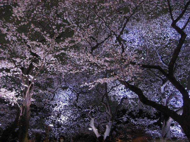 ’１３　千鳥ヶ淵緑道　夜桜ライトアップ