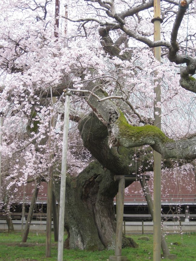 昨年は気が付いた時には時すでに遅しで散っていた般若院の樹齢４００年の江戸枝垂れ桜。たまたま昨夜ネットサーフィンしていた時に思いついて、龍ヶ崎市役所のホームページに飛んでみたら・・・２１日満開ですと！この土日は<br />お天気も良く見ごろ〜なぬ？それはマズイ・・・数年前に某テレビが紹介して以来知名度がぐーんと上がり他県から<br />の見学客が急上昇してしまい・・・駐車場が１０台ちょいしか止められないからこれはなんとしてでも明日行かねば！という使命感に燃え（？）今朝ばばさまをたたき起し！９時前には出発〜薄曇りの朝だった為、まだほとんど人<br />が居なくてラッキー♪<br /><br />