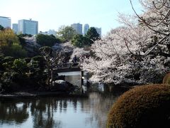 桜の花が散る前に　猛ダッシュの桜めぐり