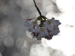 満開だっ！　　めちゃくちゃ早かった今年の目黒川の桜　