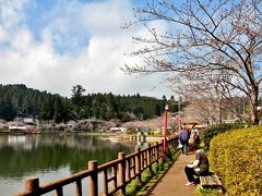桜　八鶴湖（はっかくこ）　千葉県東金市