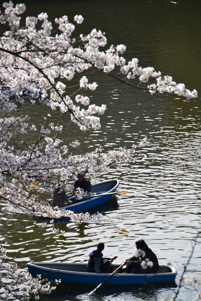 今年の桜の開花は早い。<br />気象庁の発表では、東京都心は平年より12日早く、観測史上2番目の速さだという。入学式で咲く桜が卒業式に咲いてます。<br />--ということで、今年は早めに都心の桜を追いかけてきました。<br />ちなみに、昨年は4月8日に投稿させていただきました。<br /><br />　＜歩いたところ＞<br />　　芝・増上寺～日比谷公園～国立劇場前庭～内堀通り～千鳥ヶ淵<br />　　～田安門<br />　<br />　　　<br />　