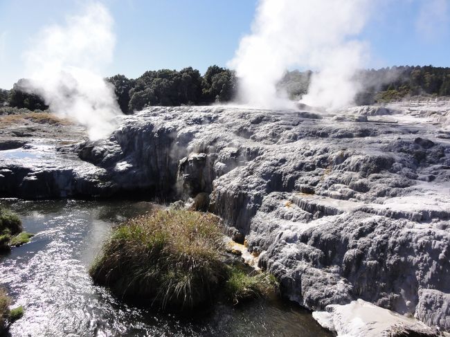 ３日目マオリ文化を紹介するテ・プイア　　間欠泉や地熱地帯、国鳥キウイ、見学<br />ガバメントガーデンの薔薇見学<br />アグロドームで羊の毛刈りショウ、大きなトラクターがひいて牧場内を周る乗り物でアルパカ、ダチョウ、牛，鹿、羊を見て回りました。<br />夜はホテルでマオリの伝統の踊りとむし料理　「ハンギ」を十分堪能、