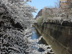 2013年ＮＡＭＹのお花見探訪 PART2　石神井川編